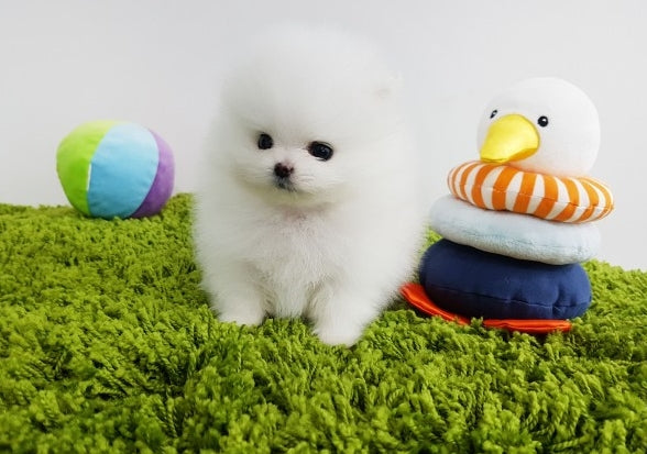 Pomeranian Female [Mini] - Lowell Teacup Puppies inc