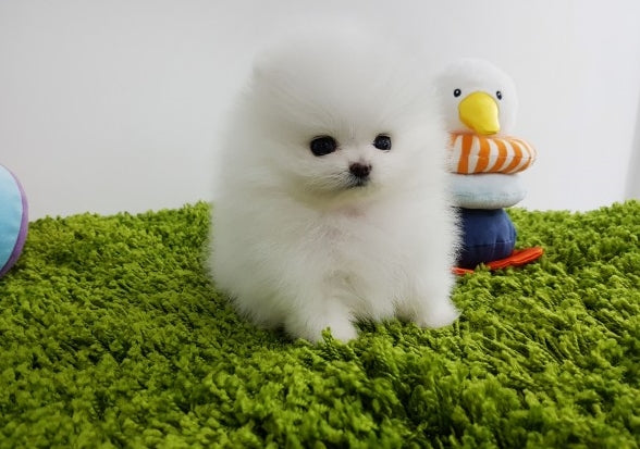 Pomeranian Female [Mini] - Lowell Teacup Puppies inc