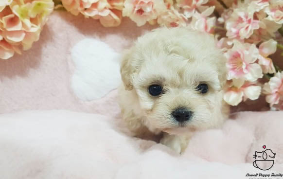Teacup Maltipoo Female [Erica] - Lowell Teacup Puppies inc