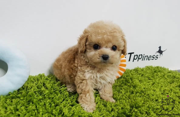 Teacup Maltipoo Male [Belle] - Lowell Teacup Puppies inc