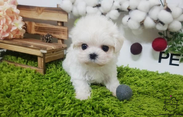 Teacup Maltese female [Kara] - Lowell Teacup Puppies inc