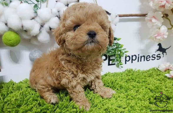 Teacup Maltipoo Male [Gem] - Lowell Teacup Puppies inc