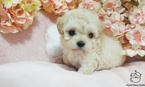 Teacup Maltipoo Female [Erica] - Lowell Teacup Puppies inc
