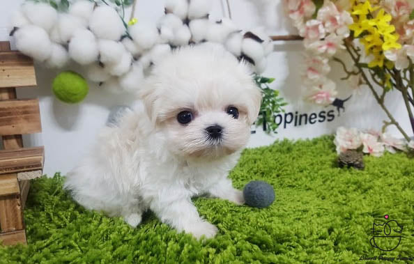 Teacup Maltese female [Kara] - Lowell Teacup Puppies inc