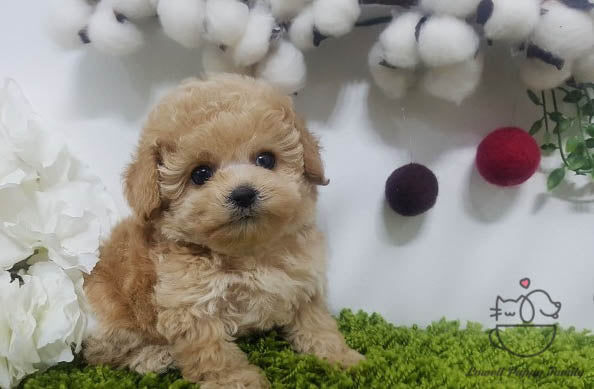 Teacup Maltipoo Male [Teddy] - Lowell Teacup Puppies inc