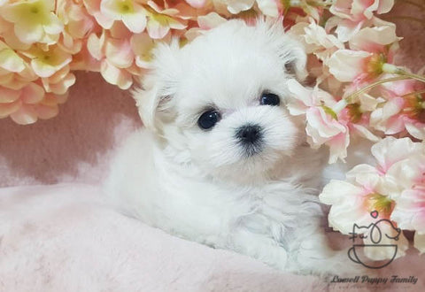 Teacup Maltese Male [Woody] - Lowell Teacup Puppies inc