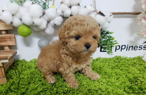 Teacup Maltipoo Male [Gem] - Lowell Teacup Puppies inc