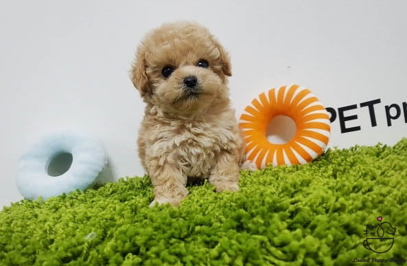 Teacup Maltipoo Male [Belle] - Lowell Teacup Puppies inc