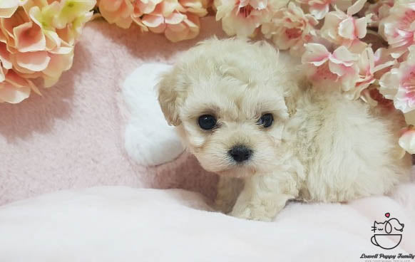 Teacup Maltipoo Female [Erica] - Lowell Teacup Puppies inc