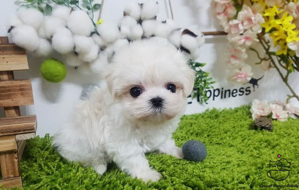 Teacup Maltese female [Kara] - Lowell Teacup Puppies inc