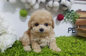 Teacup Maltipoo Male [Teddy] - Lowell Teacup Puppies inc
