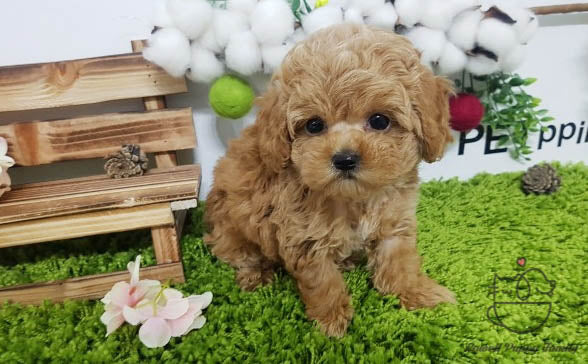 Teacup Maltipoo Male [Jisu] - Lowell Teacup Puppies inc