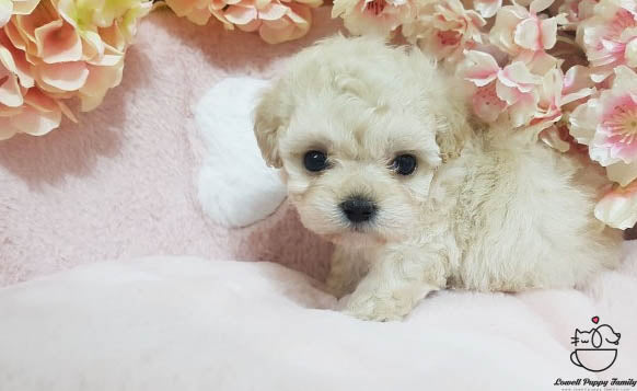 Teacup Maltipoo Female [Erica] - Lowell Teacup Puppies inc