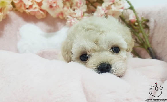 Teacup Maltipoo Female [Erica] - Lowell Teacup Puppies inc