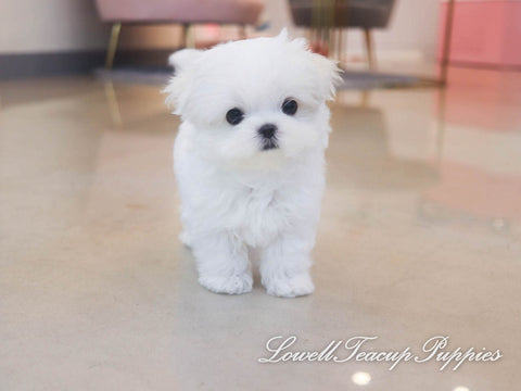 Teacup Maltese Male [Scott] - Lowell Teacup Puppies inc