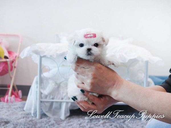 Teacup Maltese Male [Buddy] - Lowell Teacup Puppies inc