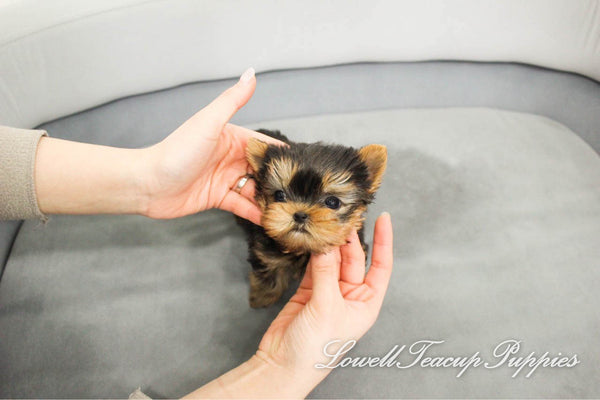 Teacup Yorkie Female [Fendi] - Lowell Teacup Puppies inc