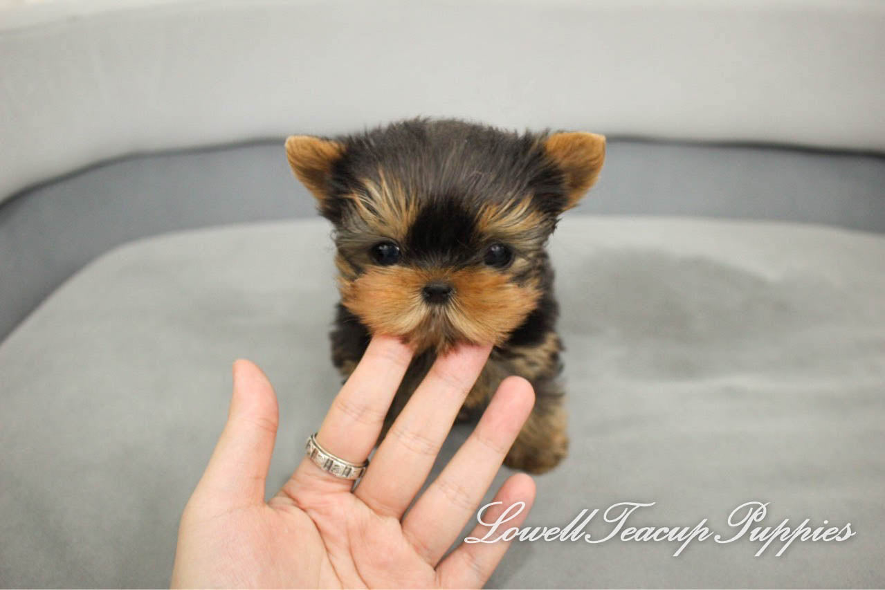 Teacup Yorkie Female [Fendi] - Lowell Teacup Puppies inc