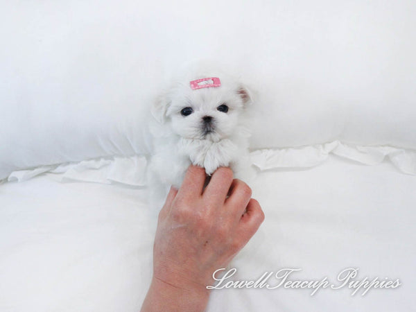 Teacup Maltese Male [Buddy] - Lowell Teacup Puppies inc