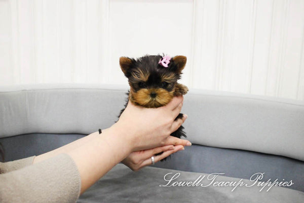Teacup Yorkie Female [Fendi] - Lowell Teacup Puppies inc