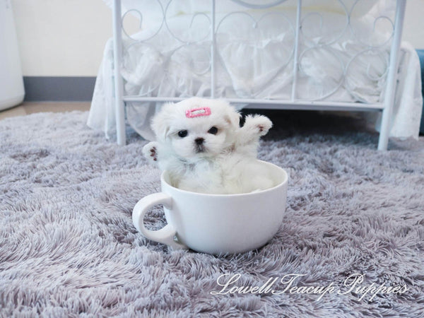 Teacup Maltese Male [Buddy] - Lowell Teacup Puppies inc
