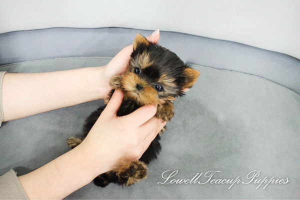 Teacup Yorkie Female [Fendi] - Lowell Teacup Puppies inc