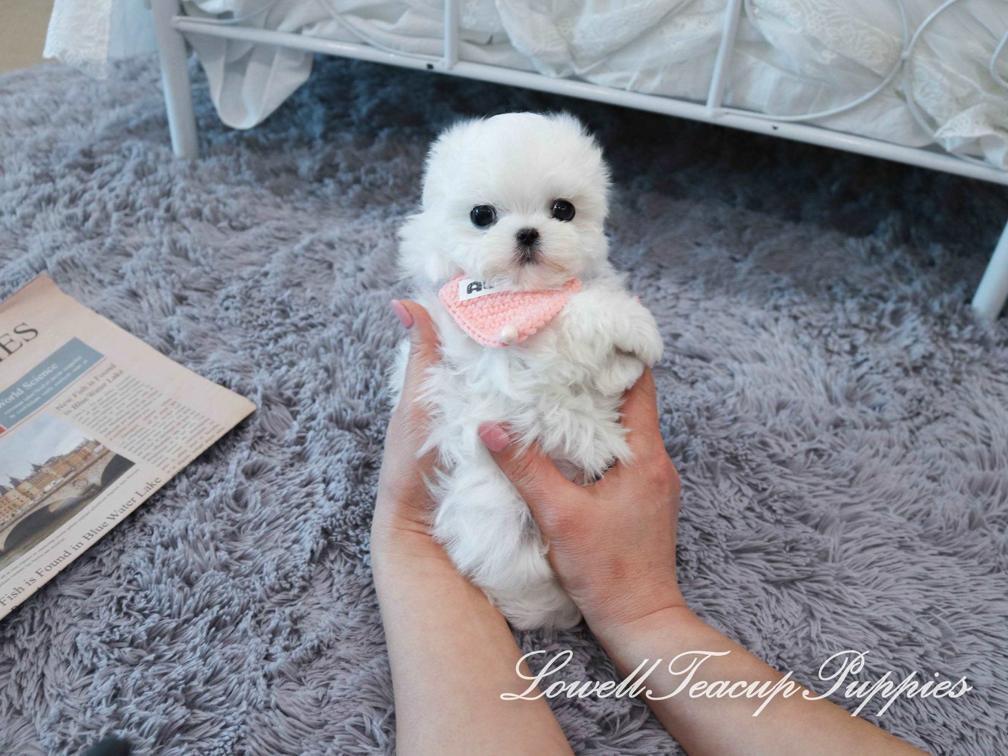Teacup Maltese Female [Milk]