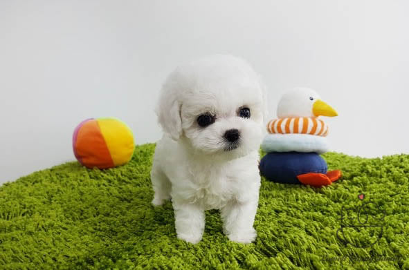 Teacup Bichon Frise Female [Hee] - Lowell Teacup Puppies inc