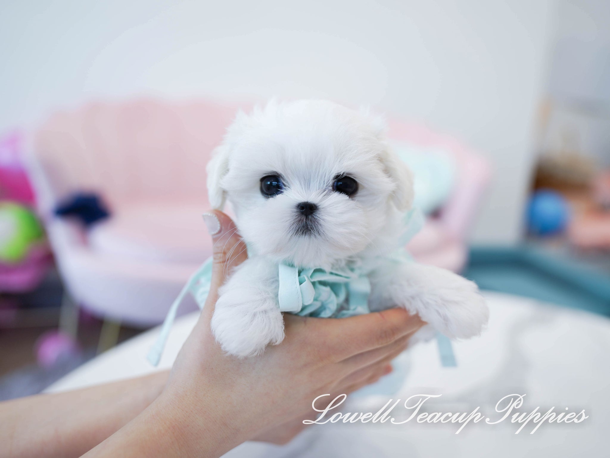 Teacup Maltese Male [Agata] - Lowell Teacup Puppies inc