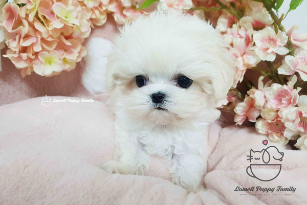 Teacup Maltese Male [Macchiato]