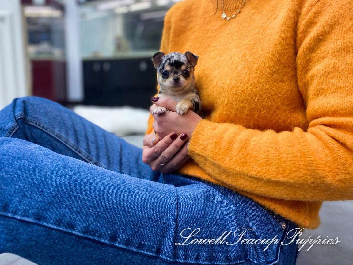 Teacup Chihuahua Male [Aventador]