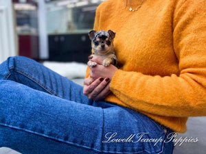 Teacup Chihuahua Male [Aventador]
