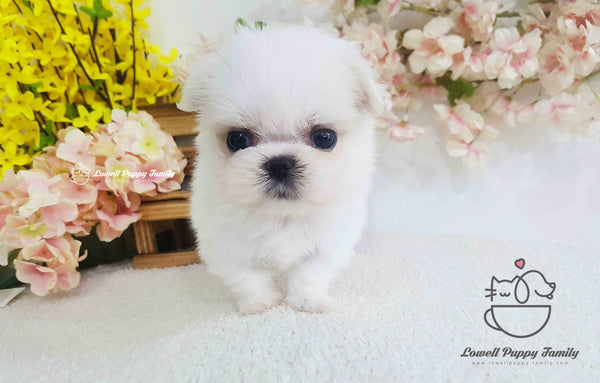 Teacup Maltese Male [Gelato]