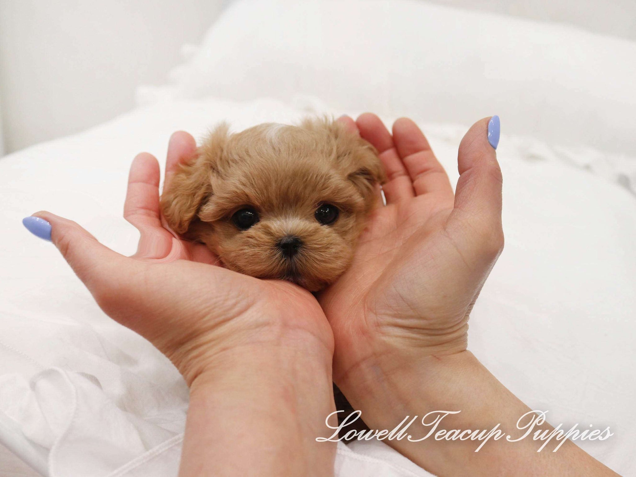 Teacup Maltipoo Female [Mocha]