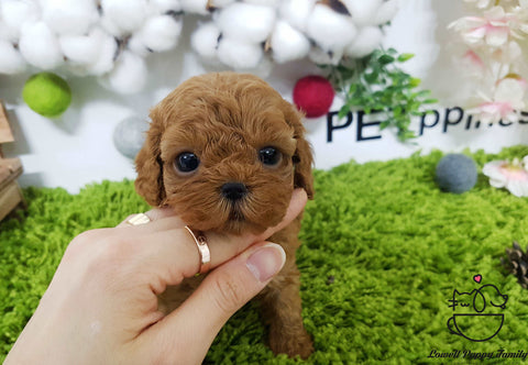 Teacup Maltipoo Female [Jelly]