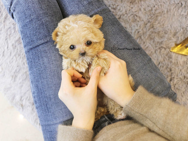 Teacup Maltipoo Male [Jelly]