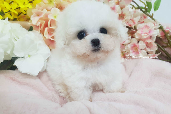 Teacup Bichon Male [Rolly]