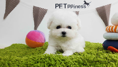 Teacup Bichon Female [Yogurt]