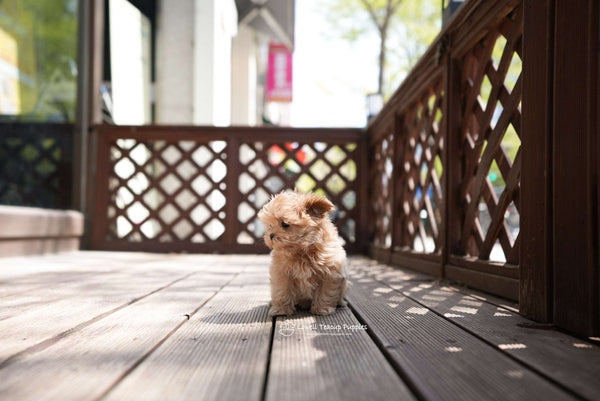 Teacup Maltipoo Female [Danna]