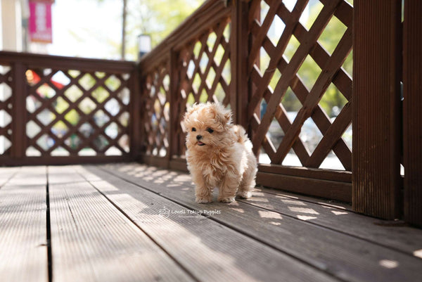 Teacup Maltipoo Female [Danna]