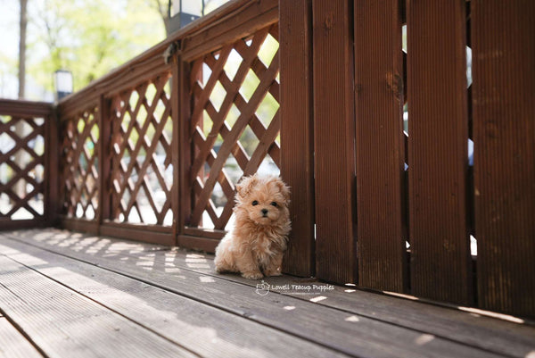 Teacup Maltipoo Female [Danna]
