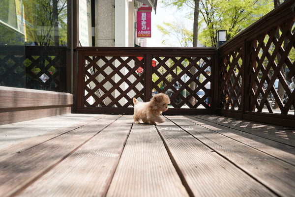 Teacup Maltipoo Female [Danna]