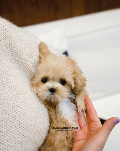 Teacup Maltipoo Female [Keily] - Lowell Teacup Puppies inc