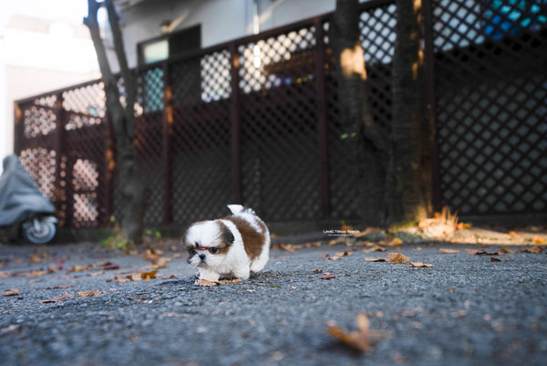 Teacup Shihtzu Female [Maya] - Lowell Teacup Puppies inc