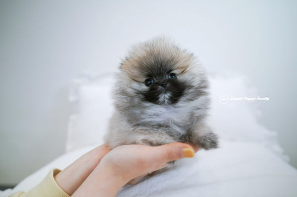 Teacup Pomeranian Female [Foufou] - Lowell Teacup Puppies inc