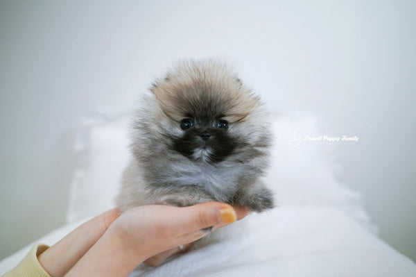Teacup Pomeranian Female [Foufou] - Lowell Teacup Puppies inc