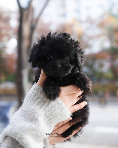 Teacup Poodle Female [Ramona] - Lowell Teacup Puppies inc