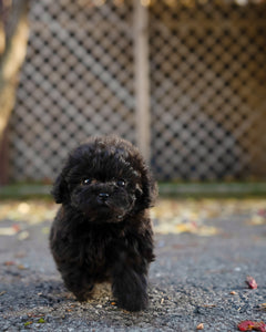 Teacup Poodle Male [Lon] - Lowell Teacup Puppies inc