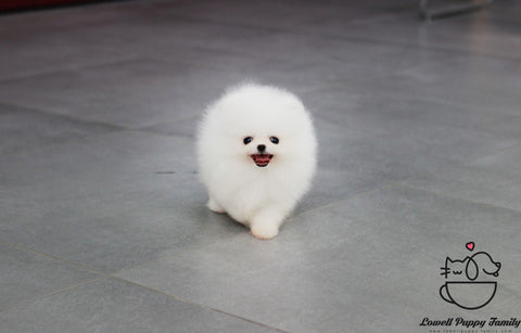 Teacup Pomeranian Female [Bonnie] - Lowell Teacup Puppies inc