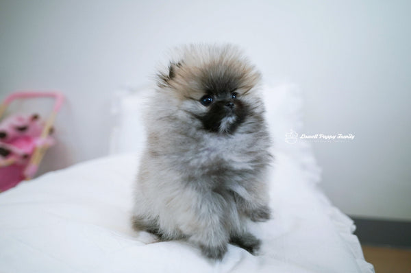 Teacup Pomeranian Female [Foufou] - Lowell Teacup Puppies inc